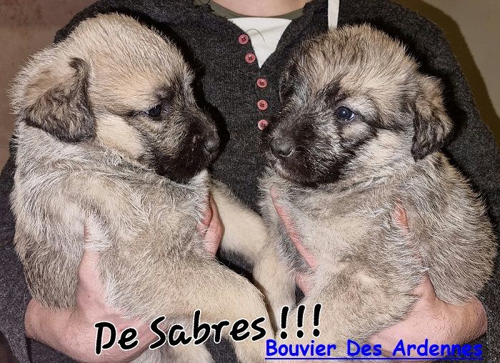 de Sabres - Très Rare Bouvier Des Ardennes !!!
