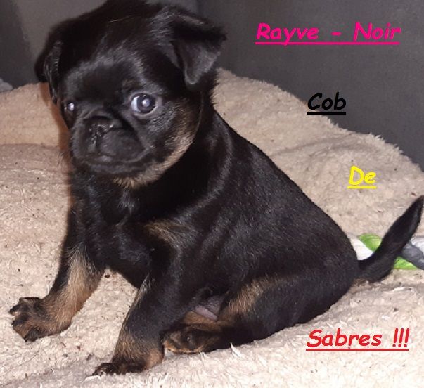 Rayve noir cob de Sabres