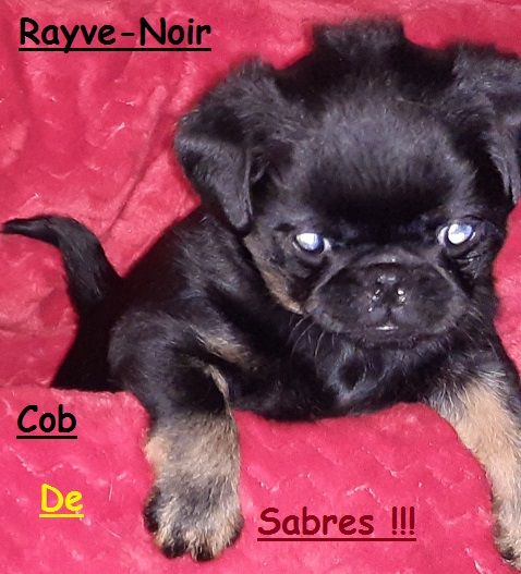 Rayve noir cob de Sabres