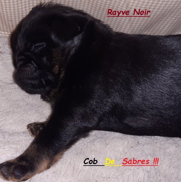 Rayve noir cob de Sabres