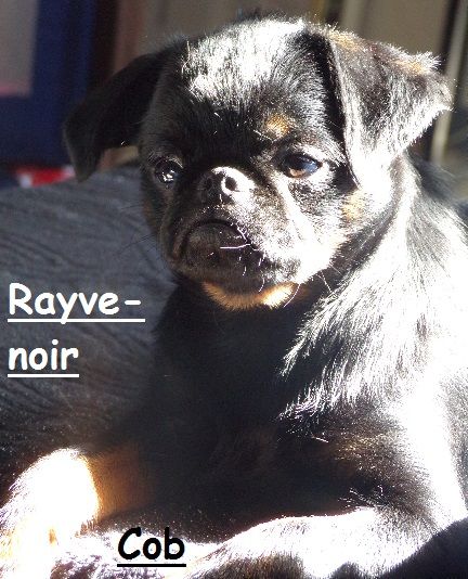 Rayve noir cob de Sabres