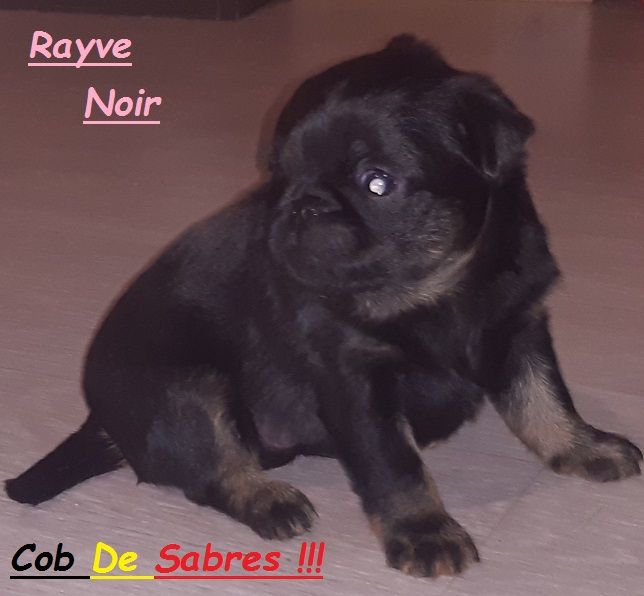 Rayve noir cob de Sabres