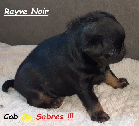 Rayve noir cob de Sabres