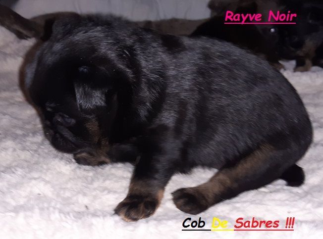 Rayve noir cob de Sabres