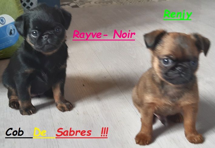 Rayve noir cob de Sabres