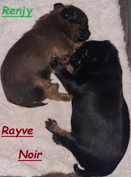 Rayve noir cob de Sabres