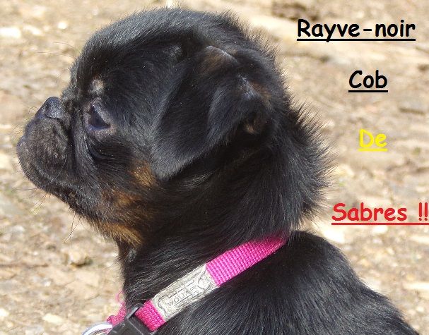 Rayve noir cob de Sabres