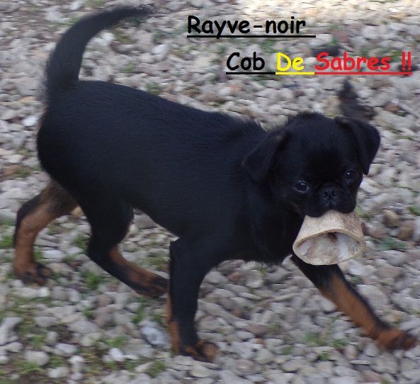 Rayve noir cob de Sabres