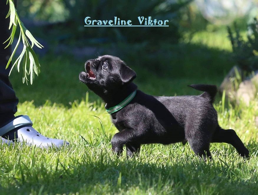 CH. graveline Viktor jeune