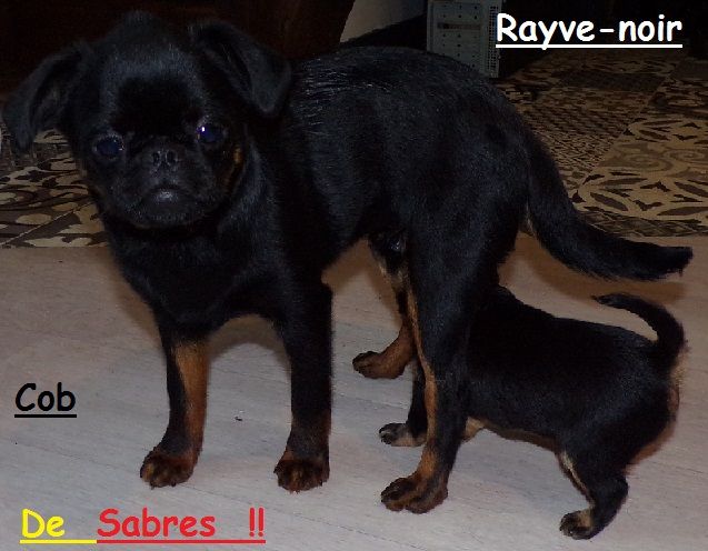 Rayve noir cob de Sabres