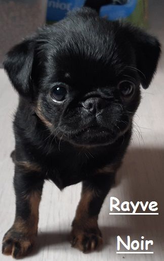 Rayve noir cob de Sabres