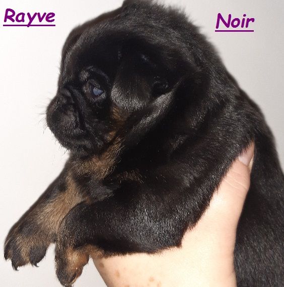 Rayve noir cob de Sabres