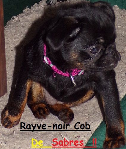 Rayve noir cob de Sabres