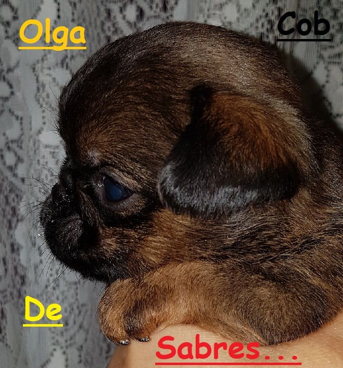 Olga cob de Sabres