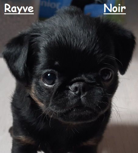 Rayve noir cob de Sabres