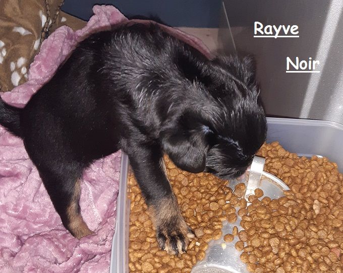 Rayve noir cob de Sabres