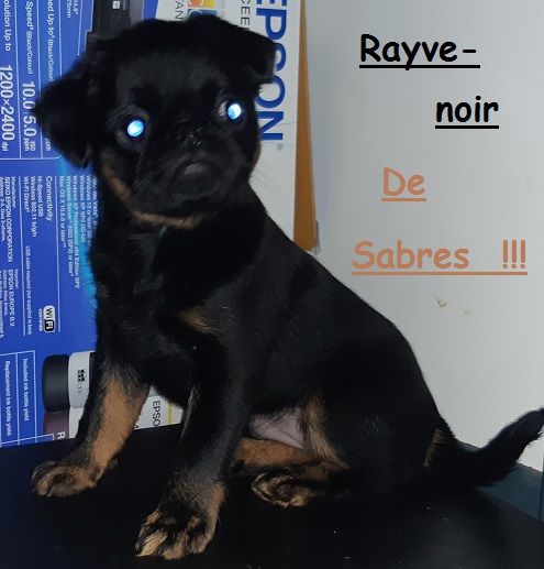 Rayve noir cob de Sabres