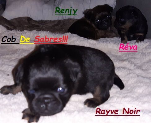 Rayve noir cob de Sabres