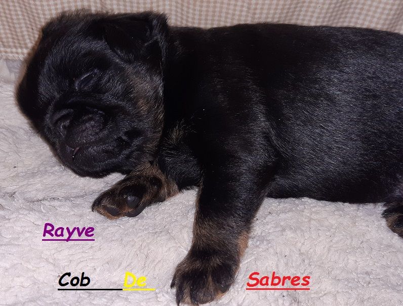 Rayve noir cob de Sabres