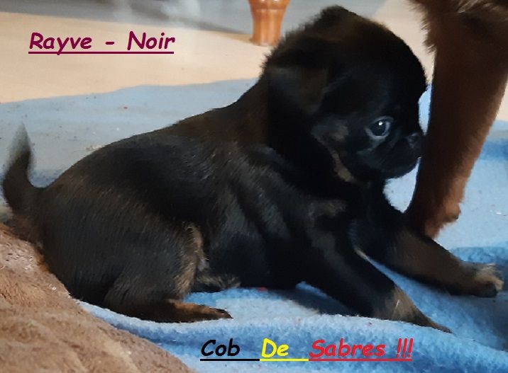 Rayve noir cob de Sabres