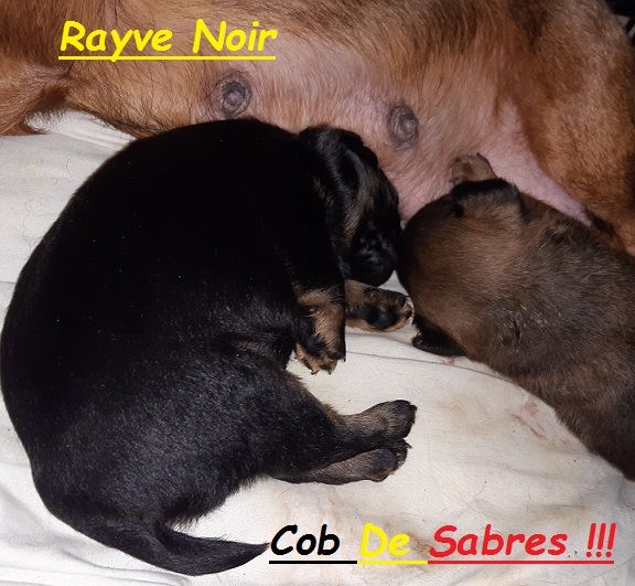 Rayve noir cob de Sabres