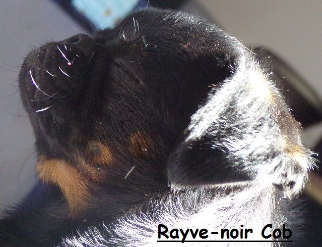 Rayve noir cob de Sabres