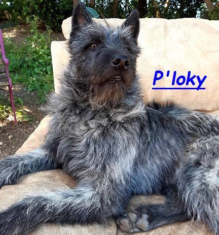 CH. Picaso dit loky Extrême de la Forge