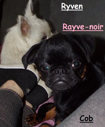 Rayve noir cob de Sabres