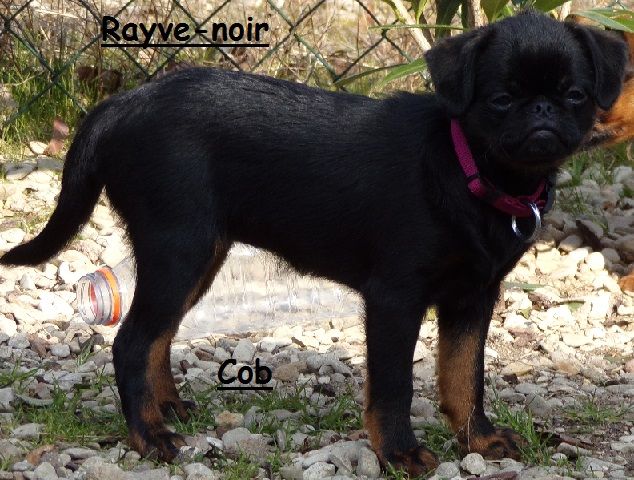 Rayve noir cob de Sabres