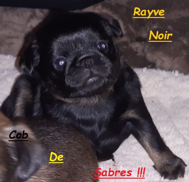 Rayve noir cob de Sabres