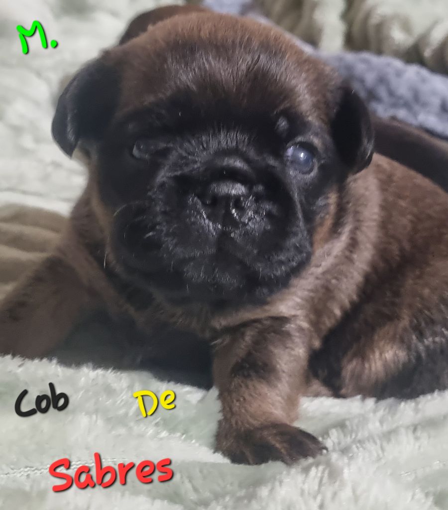 de Sabres - Chiot disponible  - Petit Brabançon