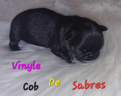 Vinyle Cob 