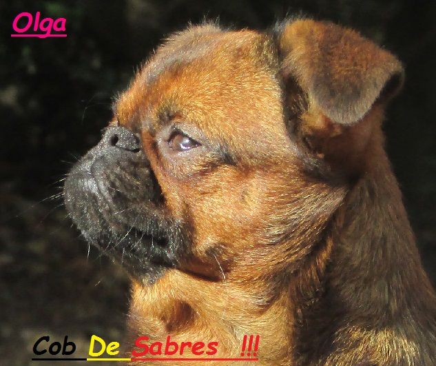 Ch. olga cob de Sabres