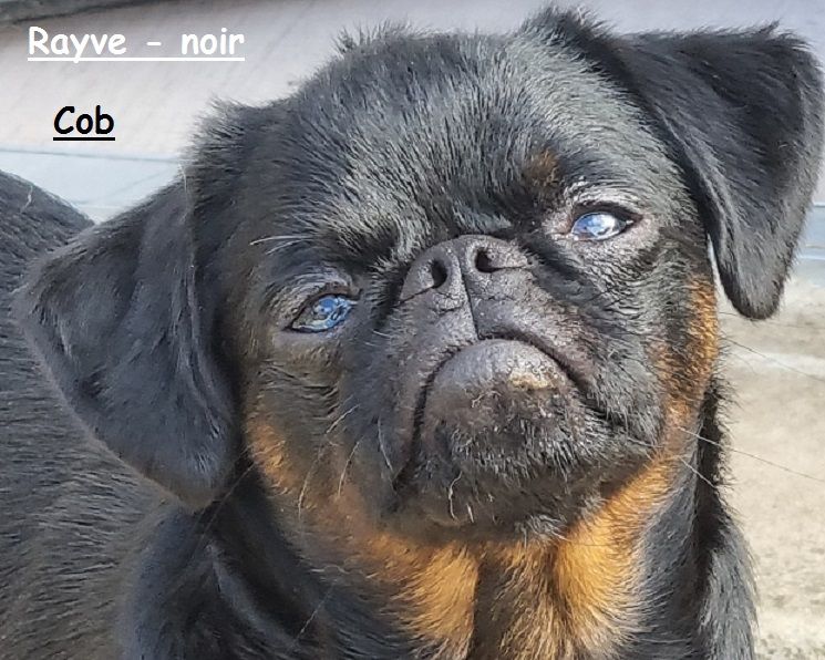 Rayve noir cob de Sabres