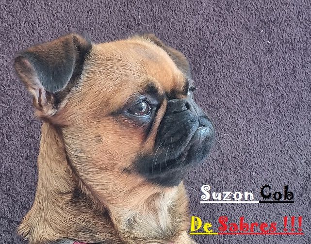 Ch. suzon cob de Sabres
