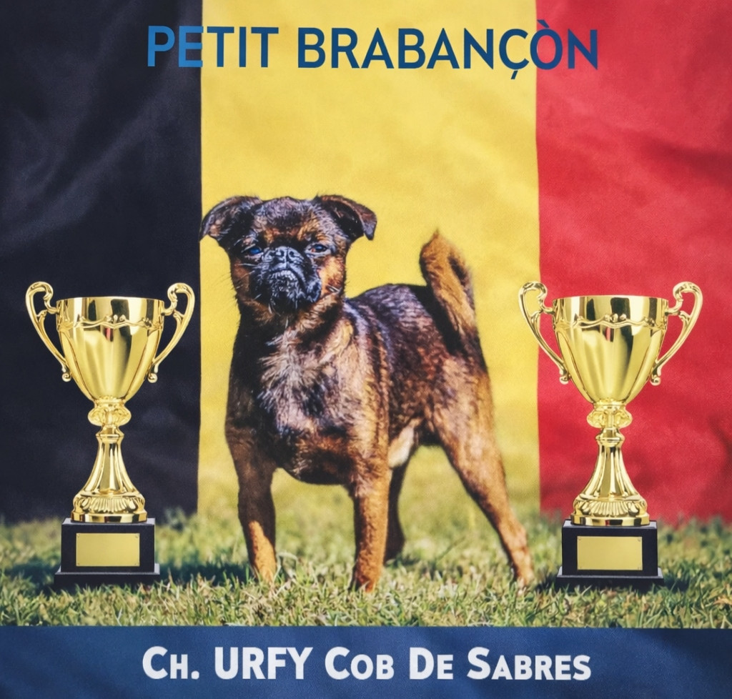 CH. Urfy cob de Sabres