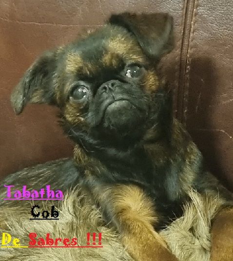 Tabatha cob de Sabres