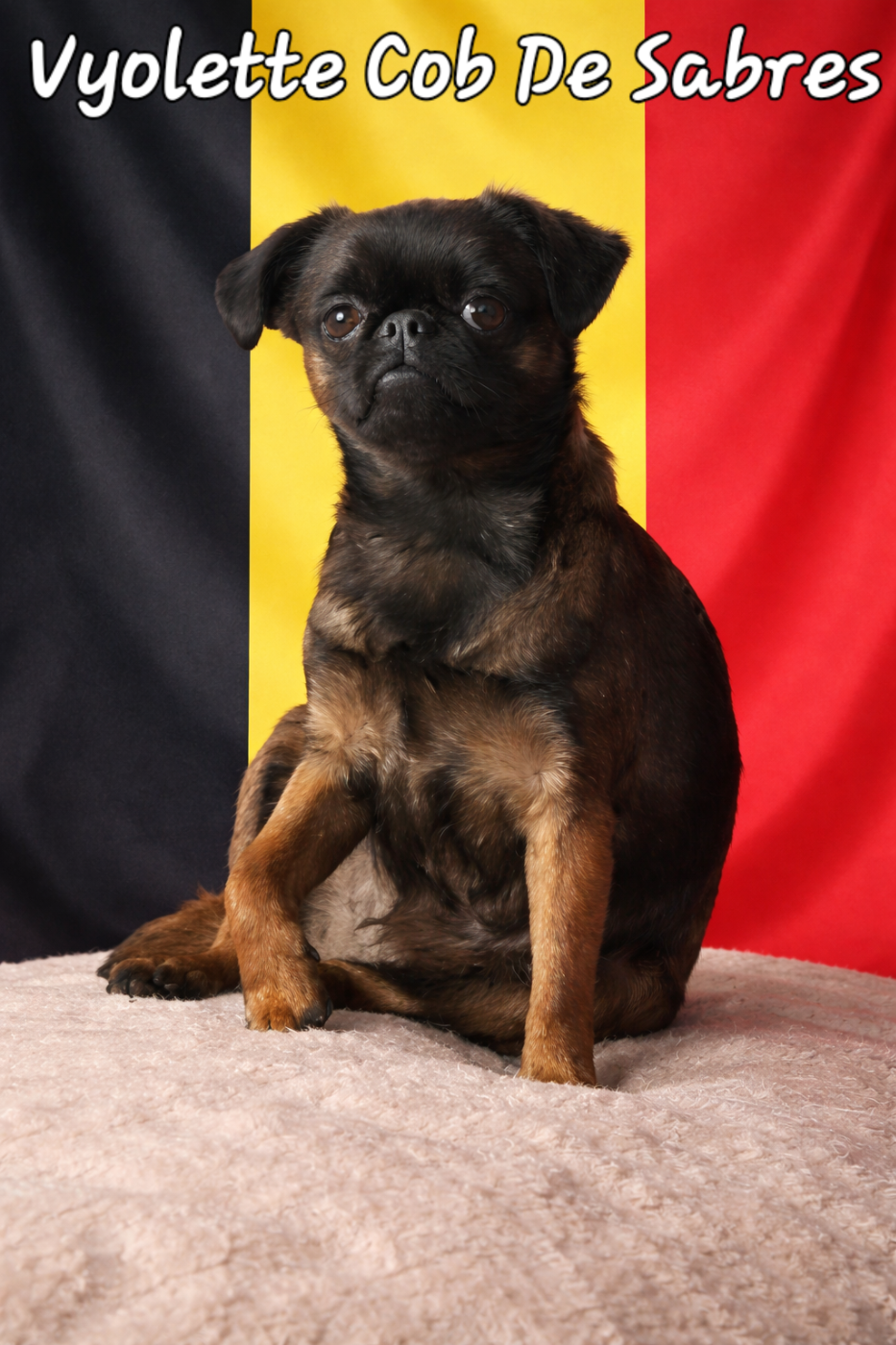 Vyolette cob de Sabres