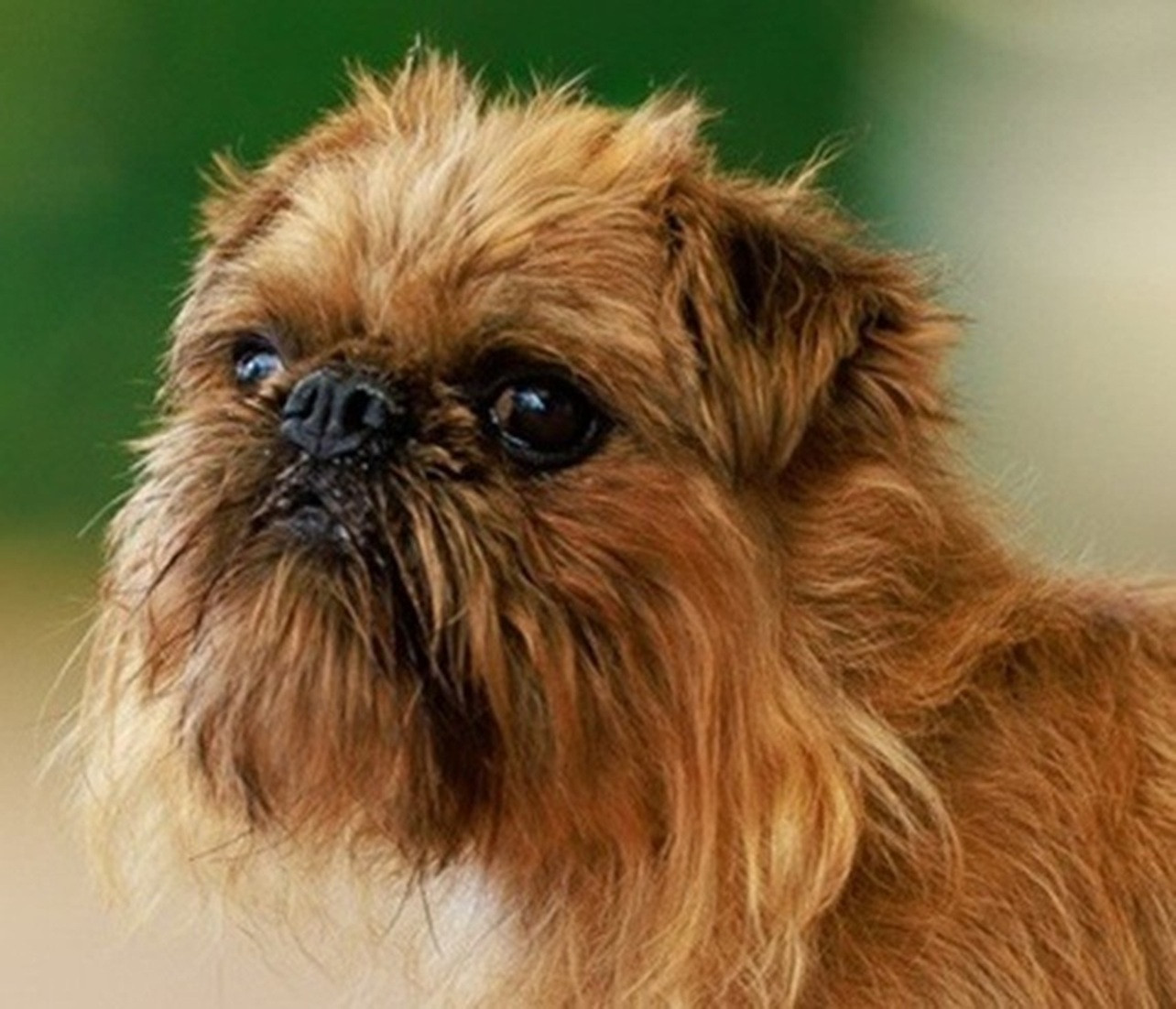 CH. los chatos del norte Don't stop me now dit MARCEL