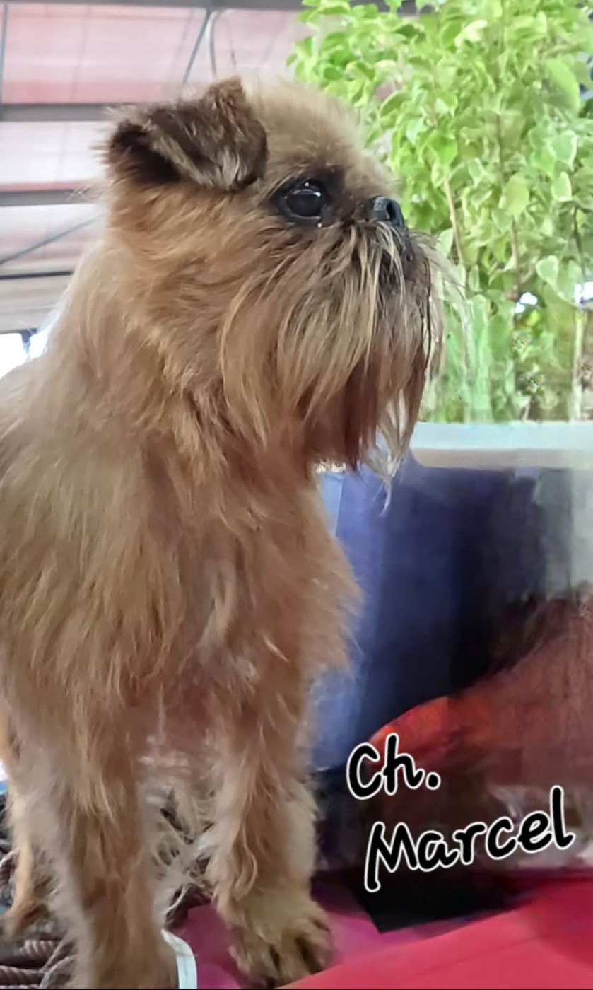 CH. los chatos del norte Don't stop me now dit MARCEL