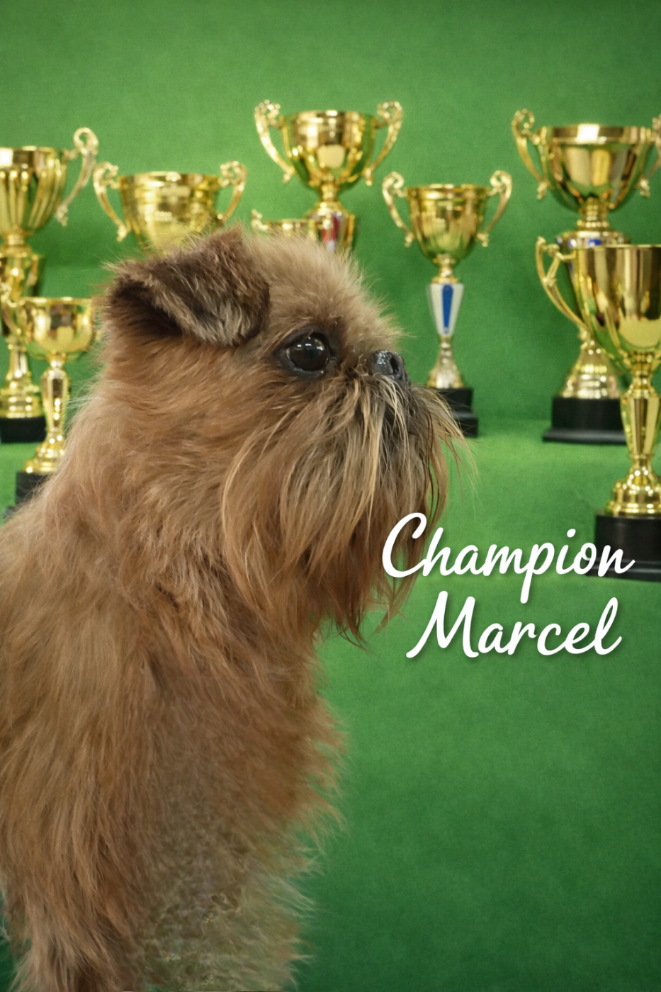 CH. los chatos del norte Don't stop me now dit MARCEL