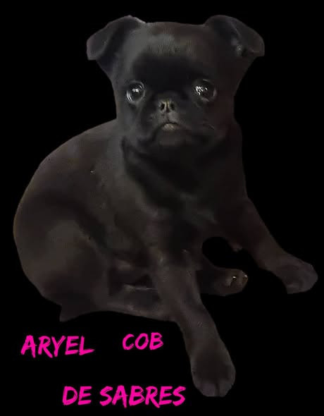 Aryel Cob de Sabres