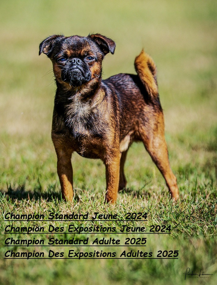 CH. Urfy Cob de Sabres