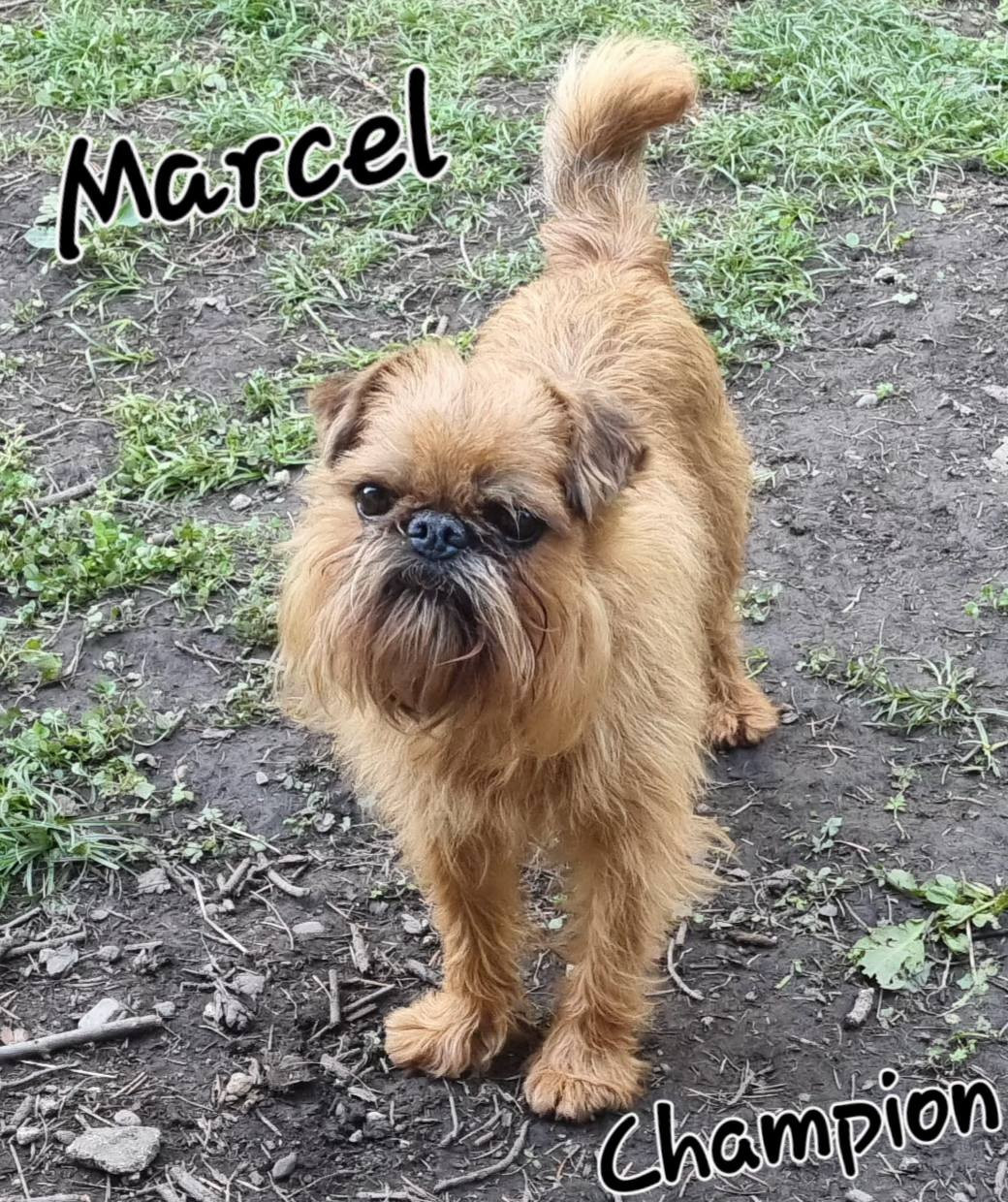 Début Décembre 2025 de nouveaux petits singes vont arrivés