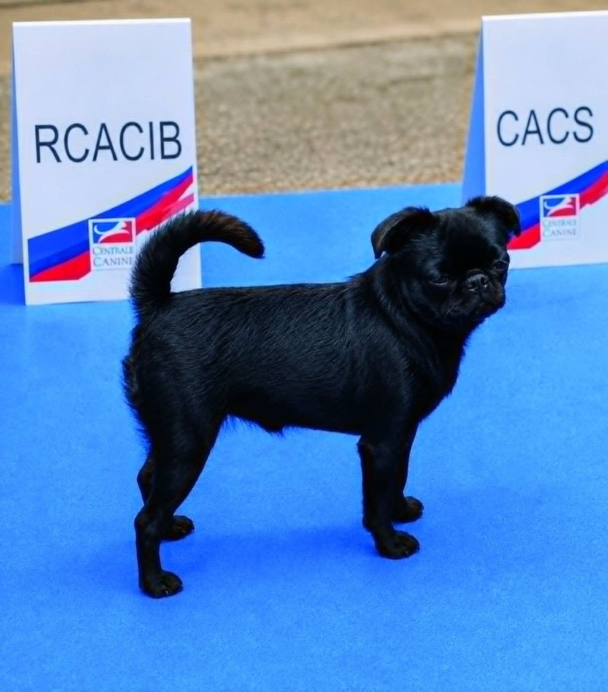 Petit Brabançon