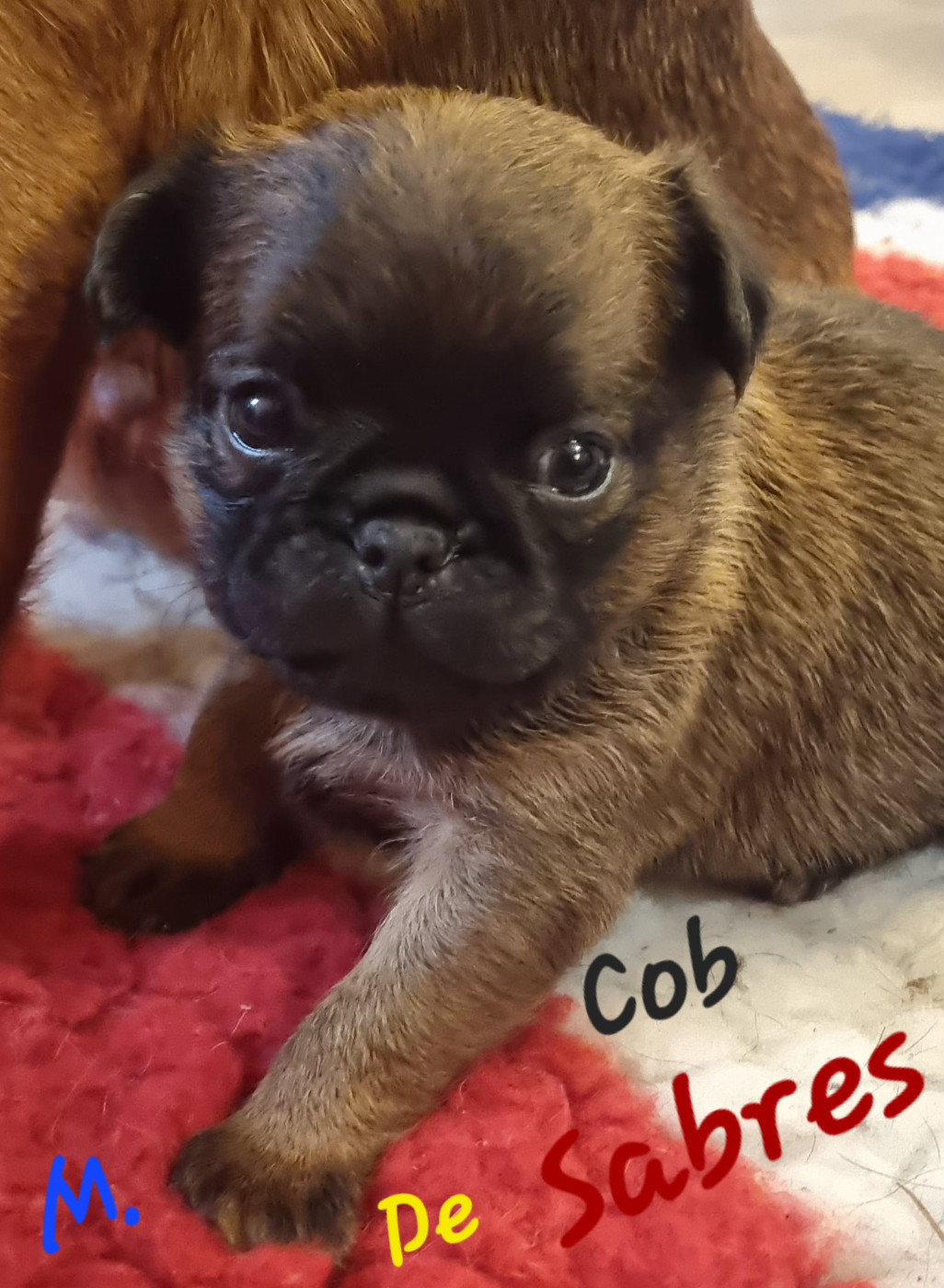 de Sabres - Chiots disponibles - Petit Brabançon