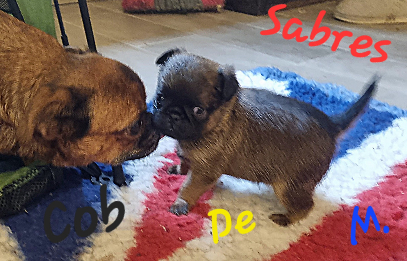 Chiot Petit Brabançon de Sabres