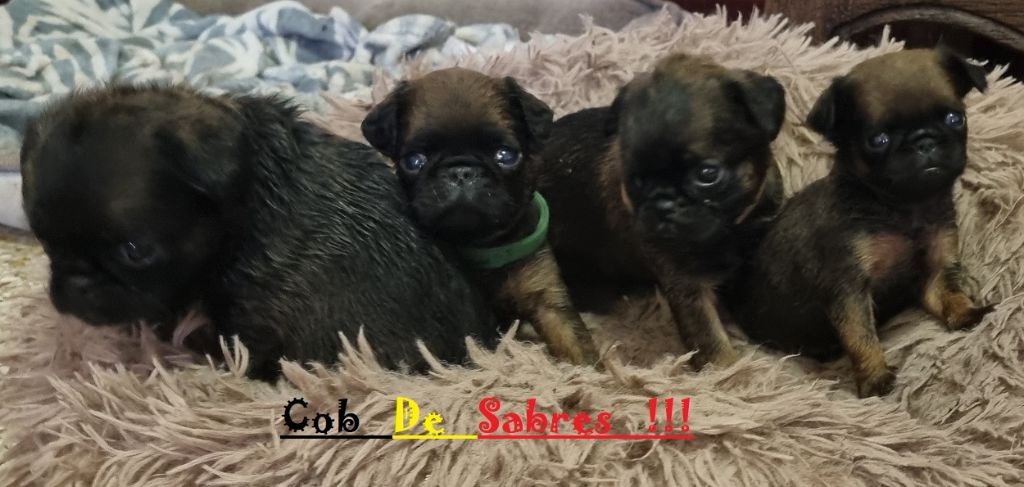 Chiot Petit Brabançon de Sabres